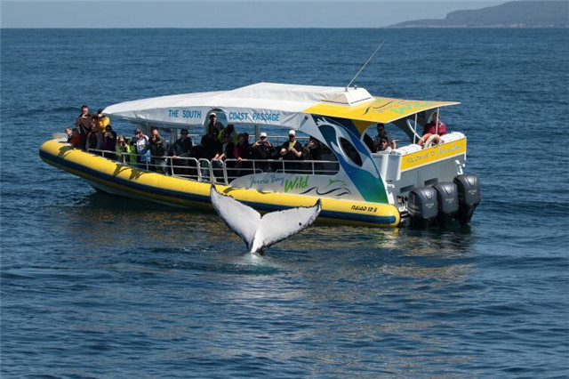 Jervis Bay Wild_Whale Tail JBW.jpg