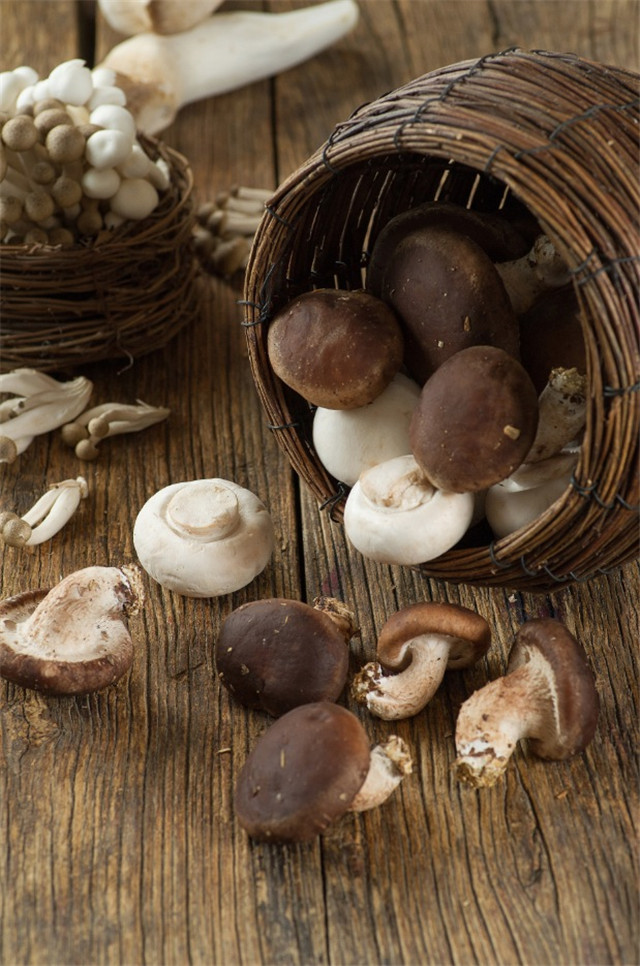 Fungi-菌菇食荟 (1).jpg