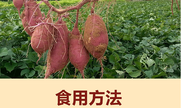 红蜜薯_09.gif
