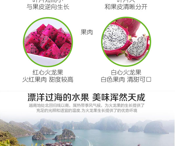 红心火龙果_06.jpg