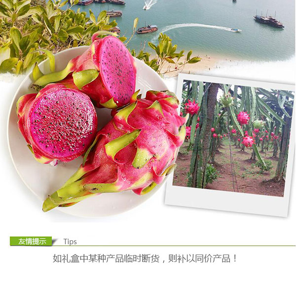 红心火龙果_07.jpg