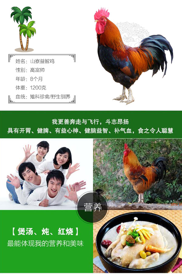 益智积长寿鸡_04.jpg