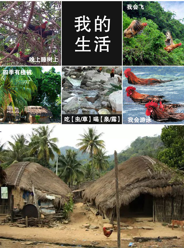 益智积长寿鸡_06.jpg