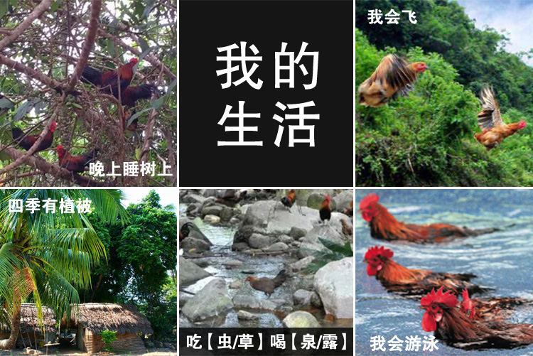 益智鸡-月子套餐_06.jpg