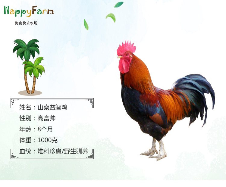 益智鸡-月子套餐_01.jpg