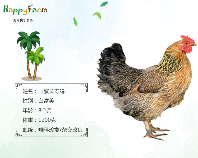 长寿鸡-月子套餐0_01.jpg