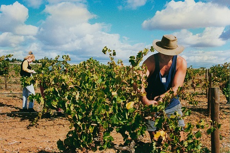 1520498937877005870.jpg Harvesting_Descendant_Viognier.jpg