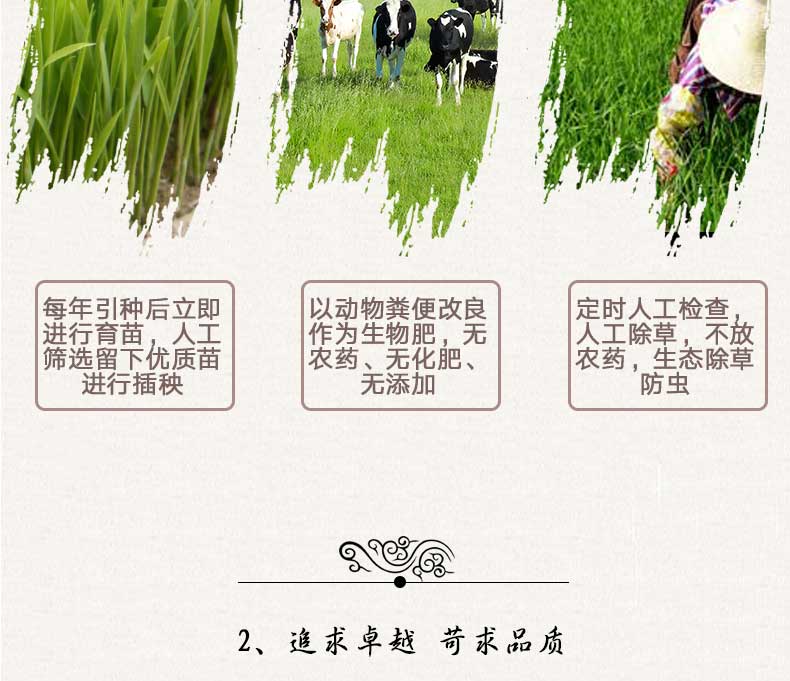 大米介绍10.jpg
