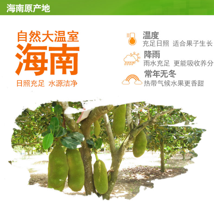 1551930072999087564.png 菠萝蜜1.png