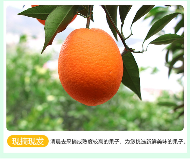 1552210572678039885.png 秭归红橙9.png