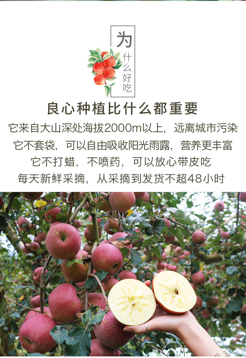 昭通苹果16.jpg